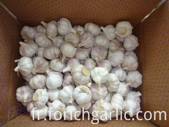 Fresh Regular White Garlic Price